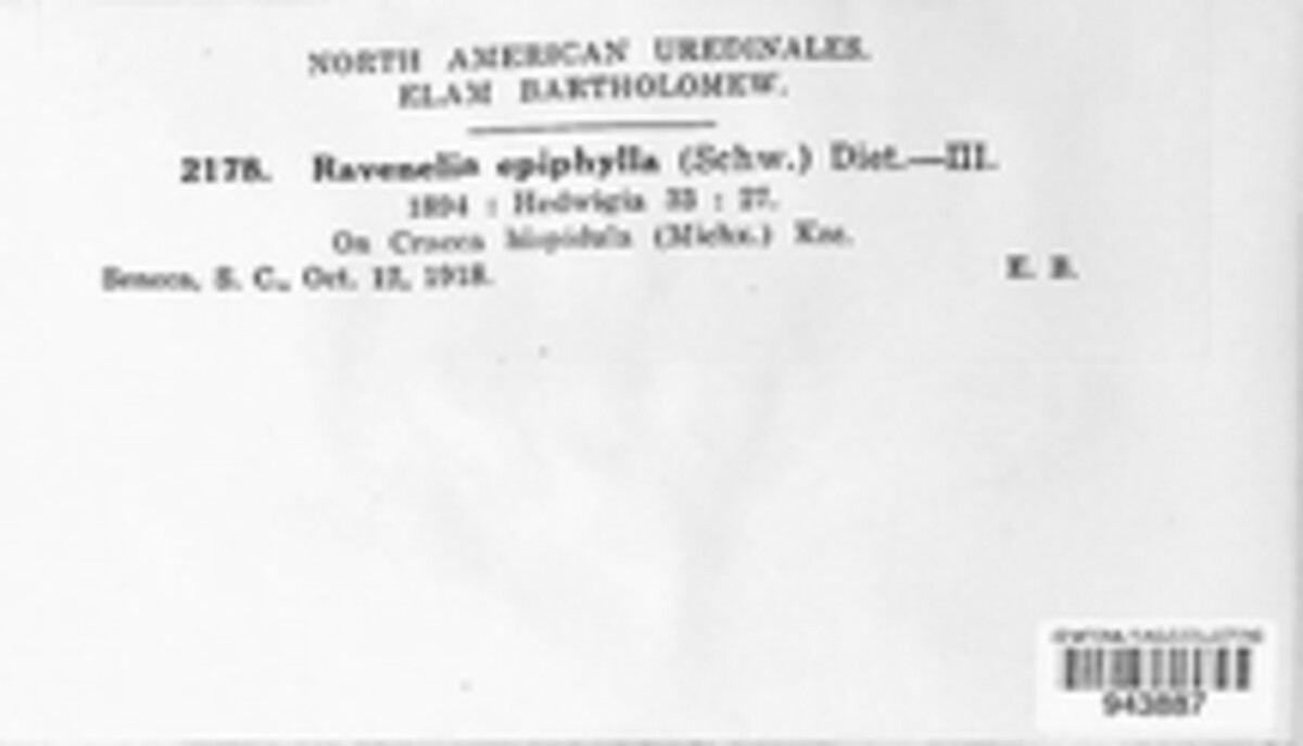 Pleoravenelia epiphylla image